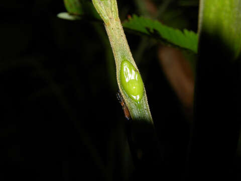 Plancia ëd Parkia pendula (Willd.) Walp.