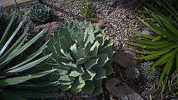 Image of Agave guadalajarana Trel.