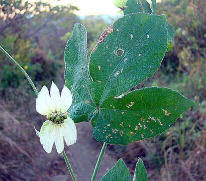 Image of dalechampia