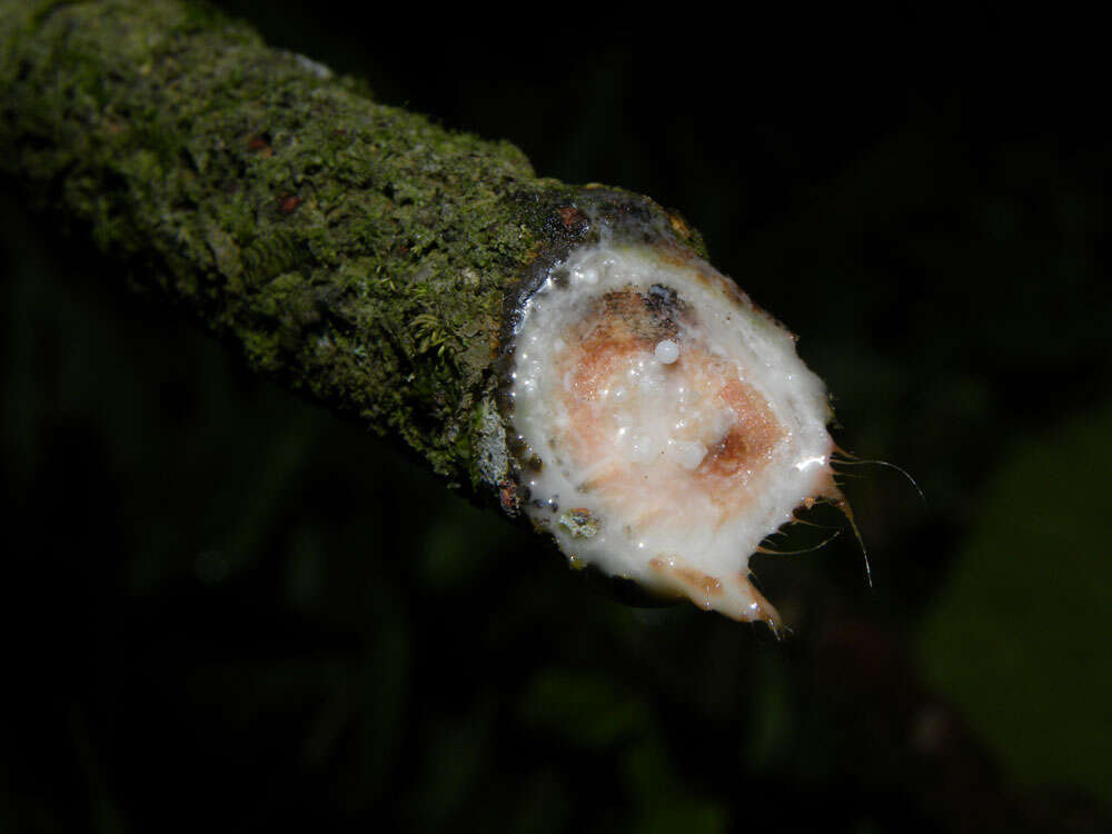 Image of Ficus matiziana Dugand