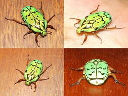 Image of flower chafers (beetles)