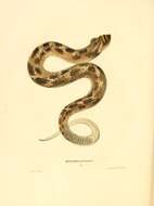 Image de Heterodon Latreille ex Sonnini & Latreille 1801