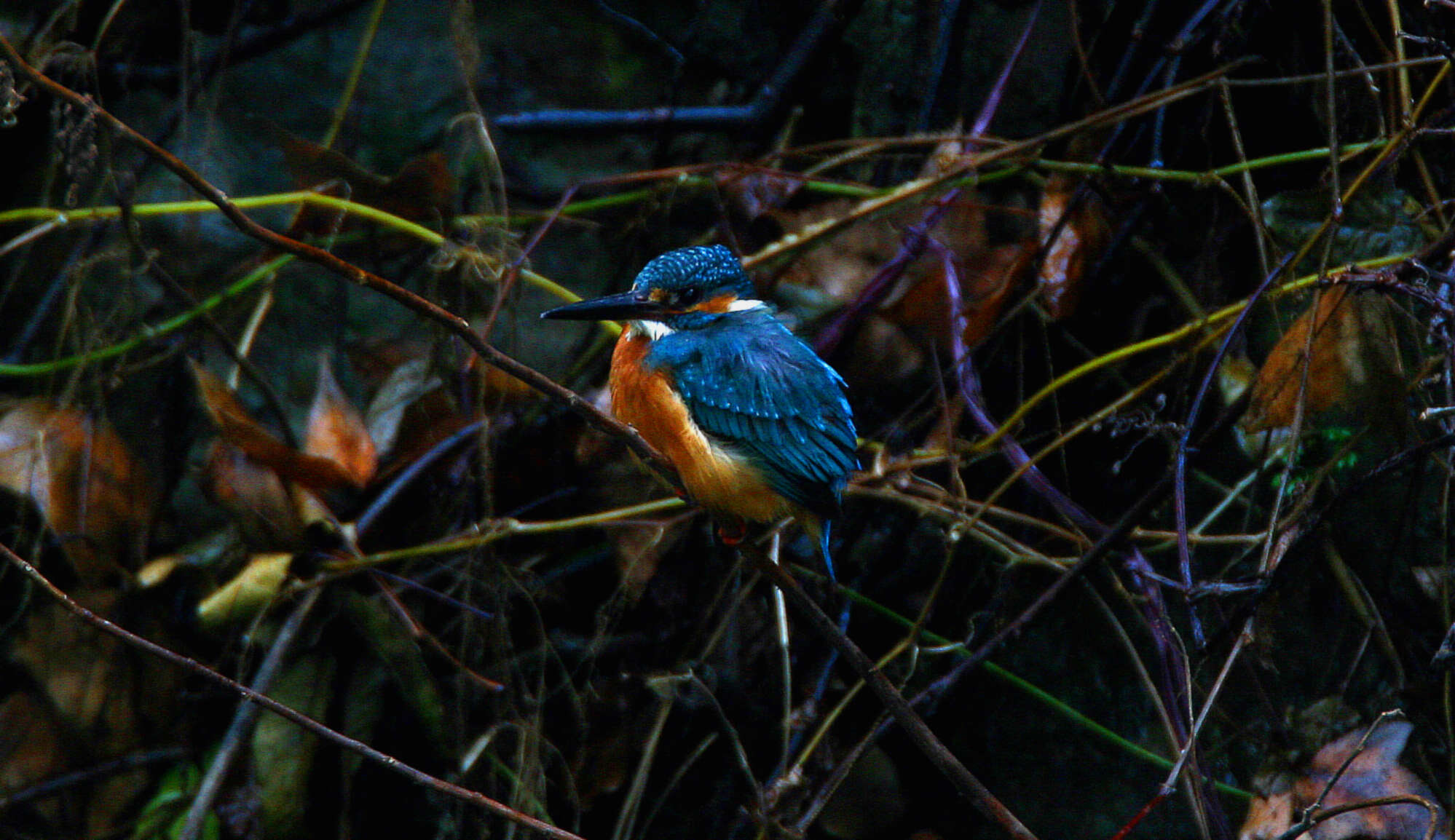 Image of Alcedo Linnaeus 1758