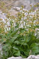 Image of Valeriana elongata Jacq.