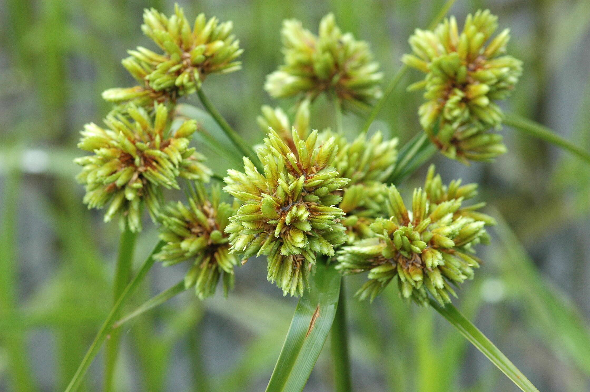 Слика од Cyperus eragrostis Lam.