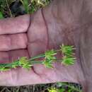 Imagem de Lomatium bicolor var. leptocarpum (Nuttall ex Torrey & Gray) M. A. Schlessman