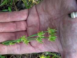 Image of Wasatch desertparsley