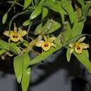 Image of Dendrobium friedericksianum Rchb. fil.