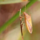Image of Rice Stink Bug