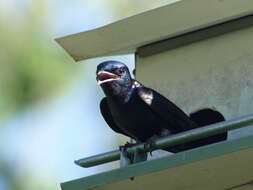 Image of Purple Martin