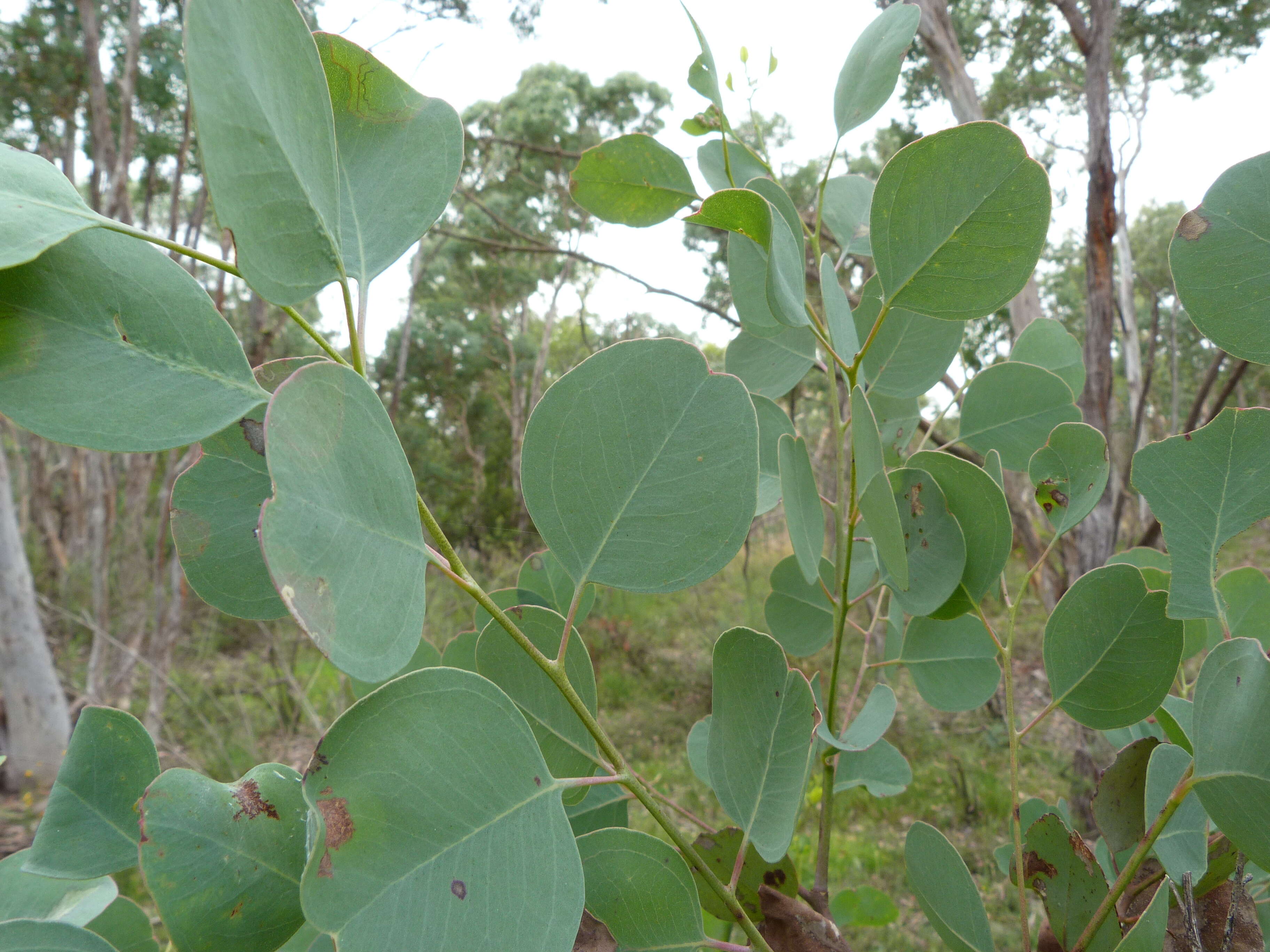 Imagem de Eucalyptus polyanthemos Schau.