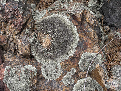 Image of xanthoparmelia lichen