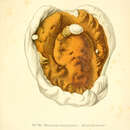 Image of Serpula lacrymans (Wulfen) J. Schröt. 1888