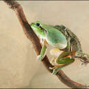 Image de pélodyte ponctué, grenouille persillée