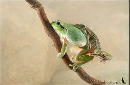 Image of parsley frogs