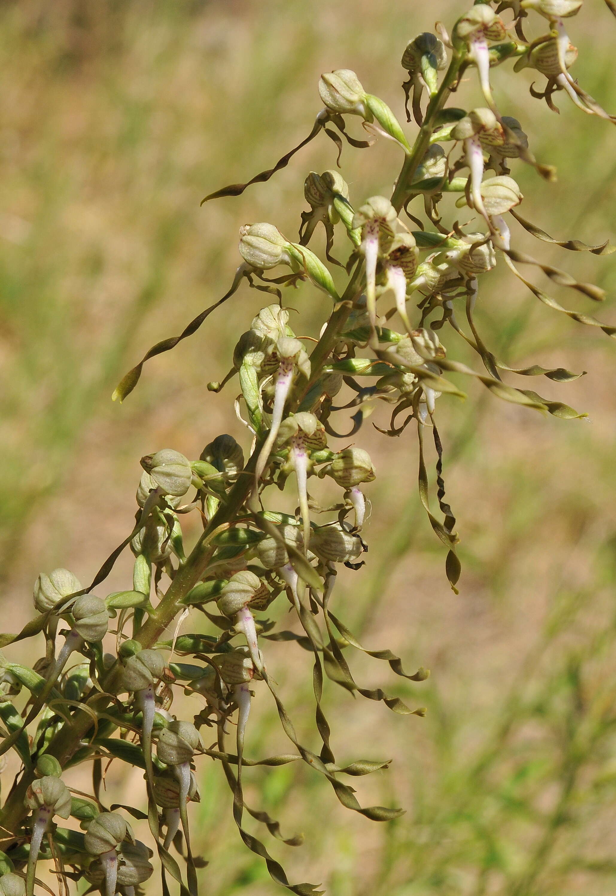 Image of Himantoglossum