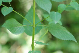 Image of Yellow Giant Hyssop