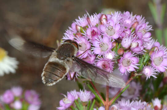 Image of Trichophthalma costalis (Westwood 1835)