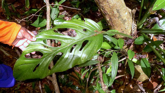 Monstera adansonii Schott resmi