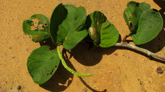 Image of Coccoloba alnifolia Casar.