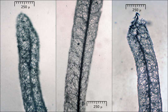 Image of Stemonitis Gleditsch 1753