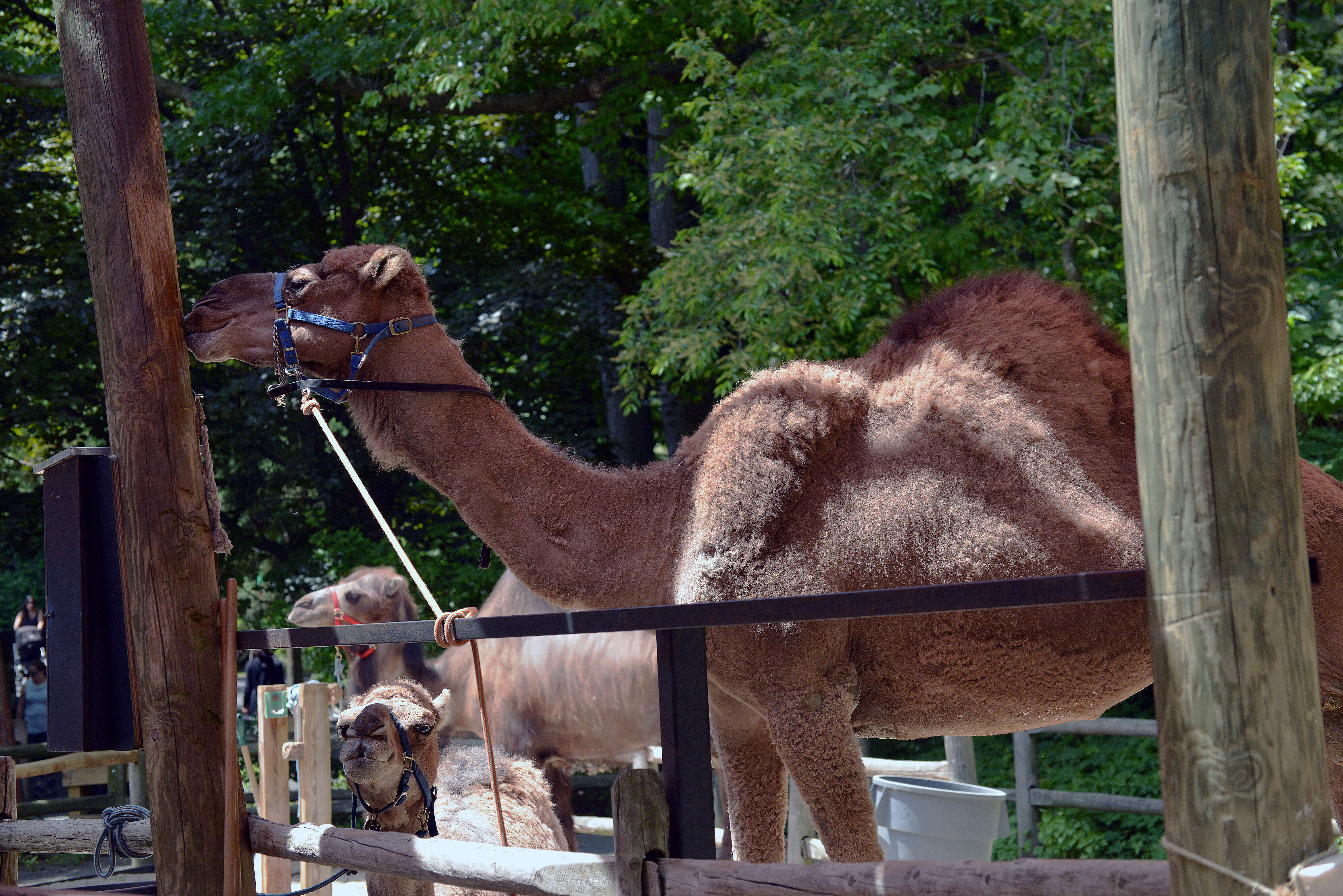 Image of camels