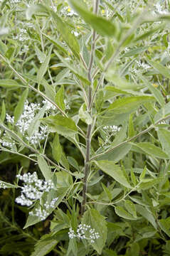 Image of lateflowering thoroughwort