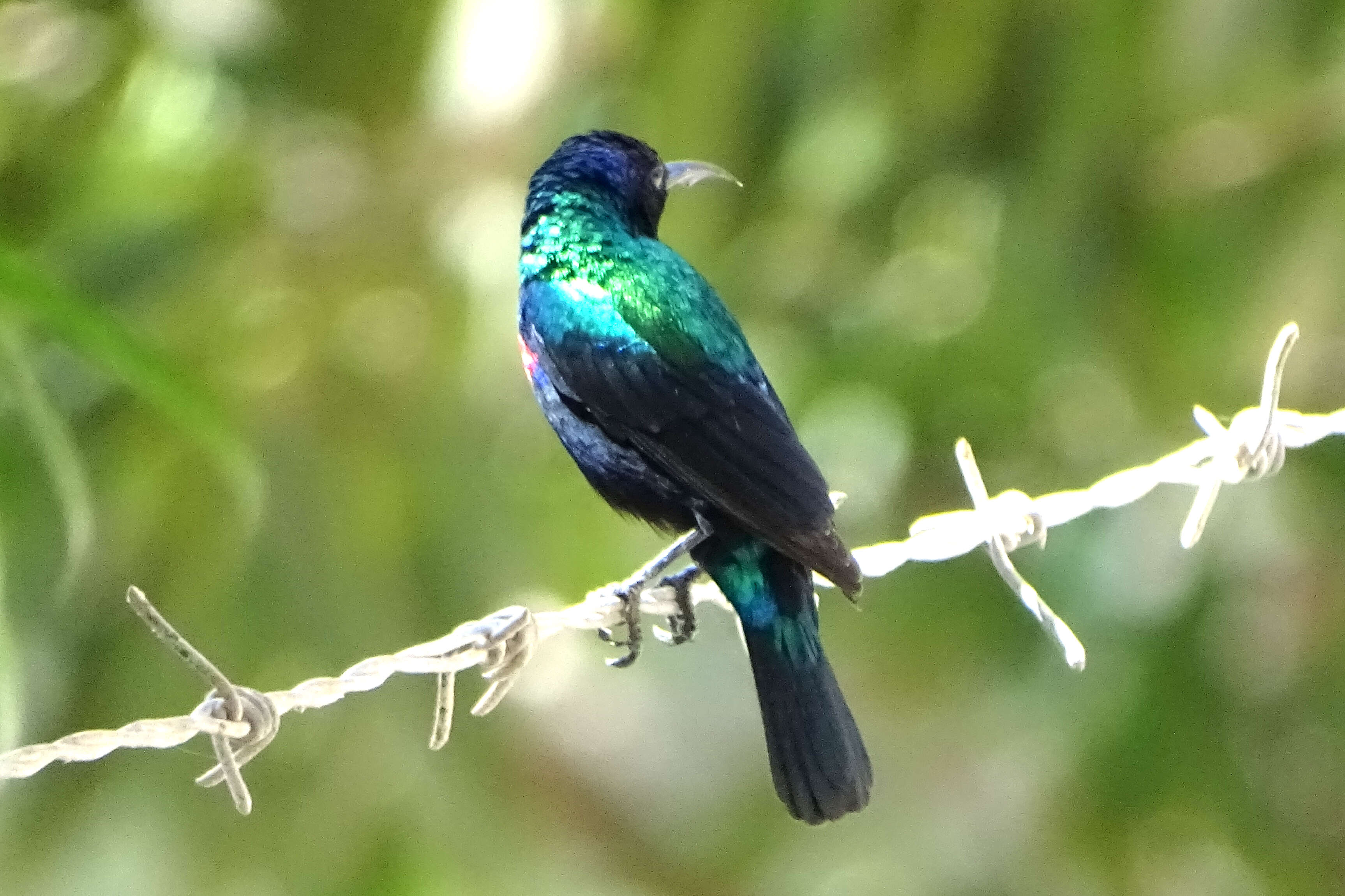 Image of Shining Sunbird