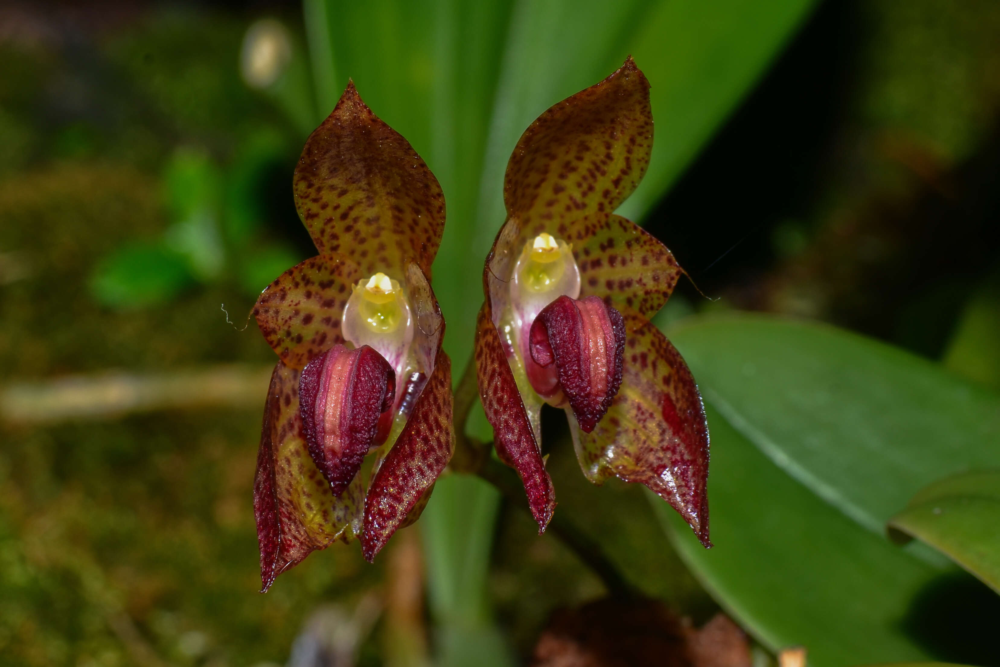 Image de Bulbophyllum subumbellatum Ridl.