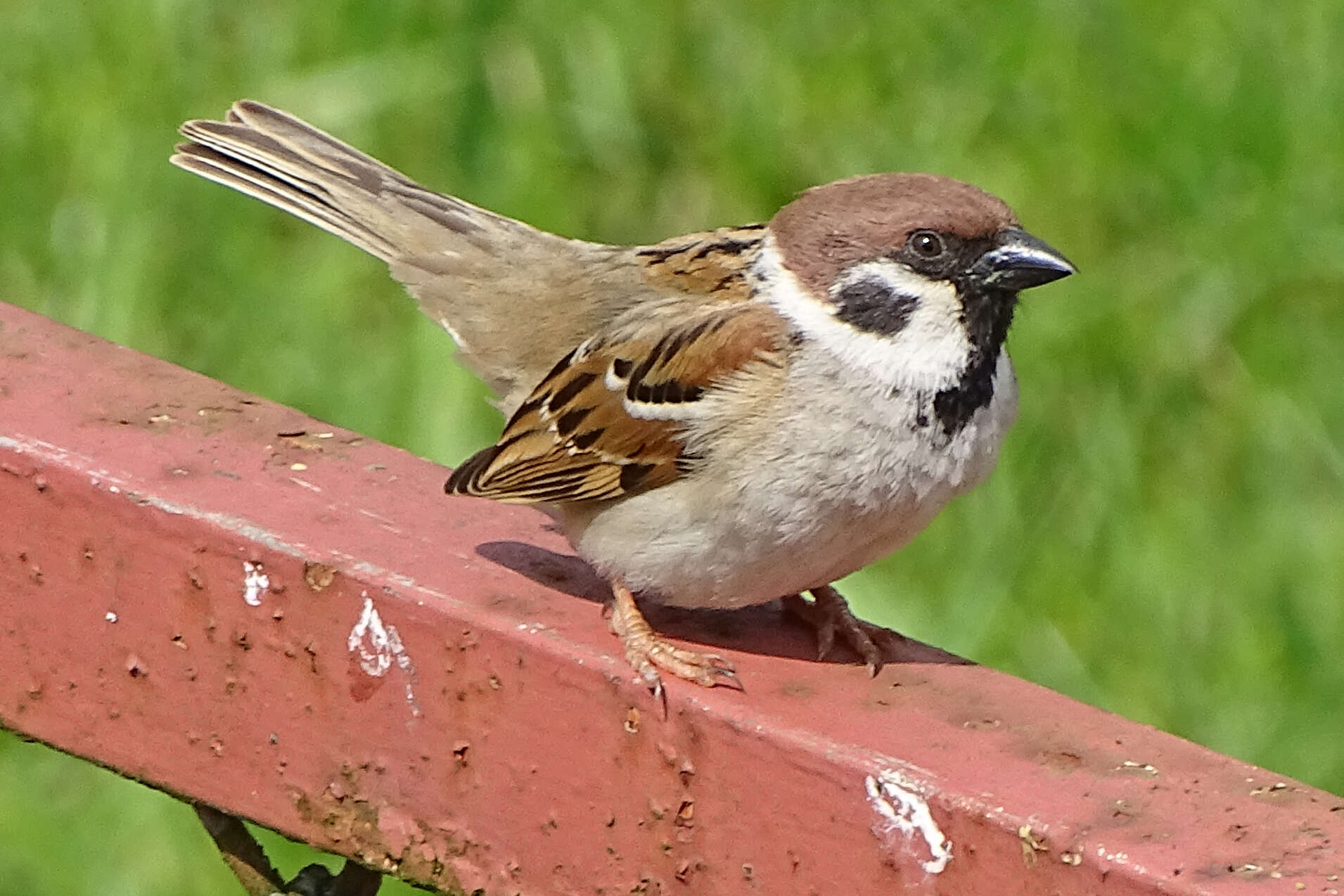 Image of Eurasian Tree Sparrow