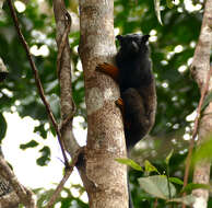 Image de Tamarin à mains rousses