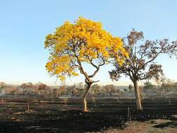 Image of Handroanthus