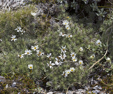 Image of Celmisia argentea T. Kirk