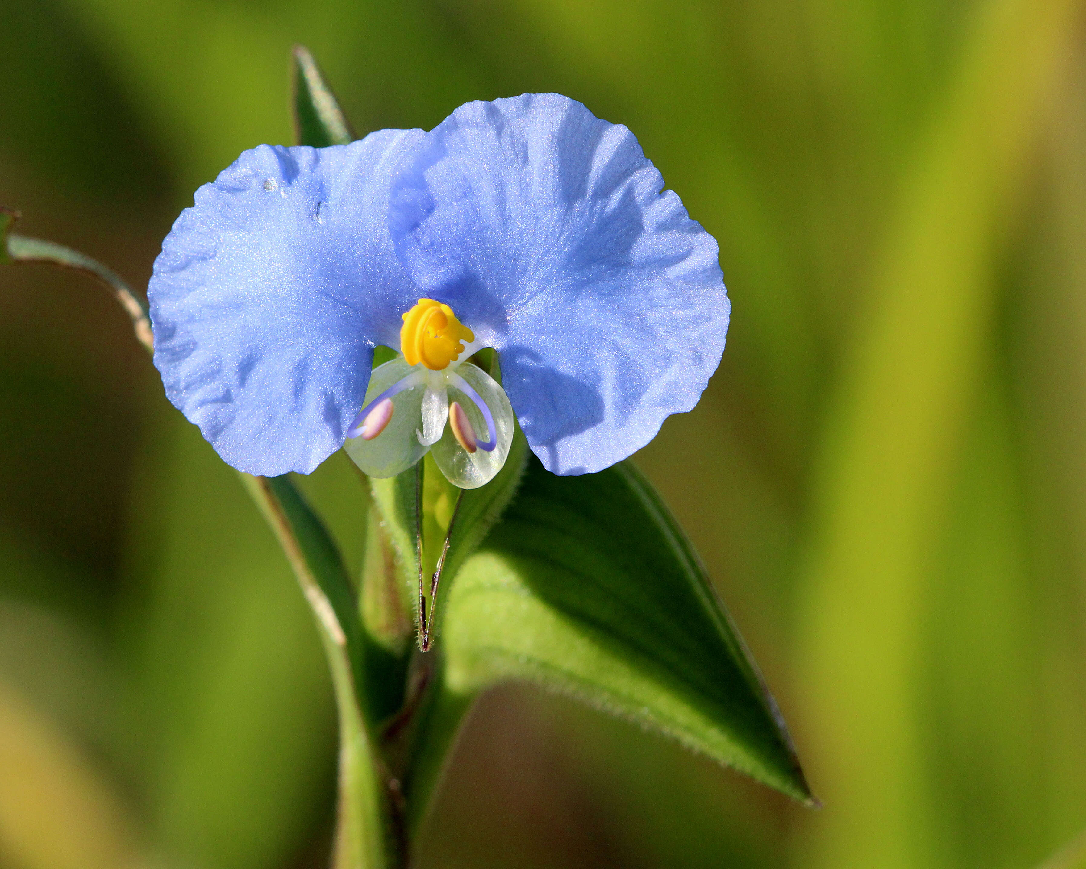 Image of dayflower