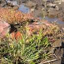 Plancia ëd Puccinellia fasciculata (Torr.) E. P. Bicknell