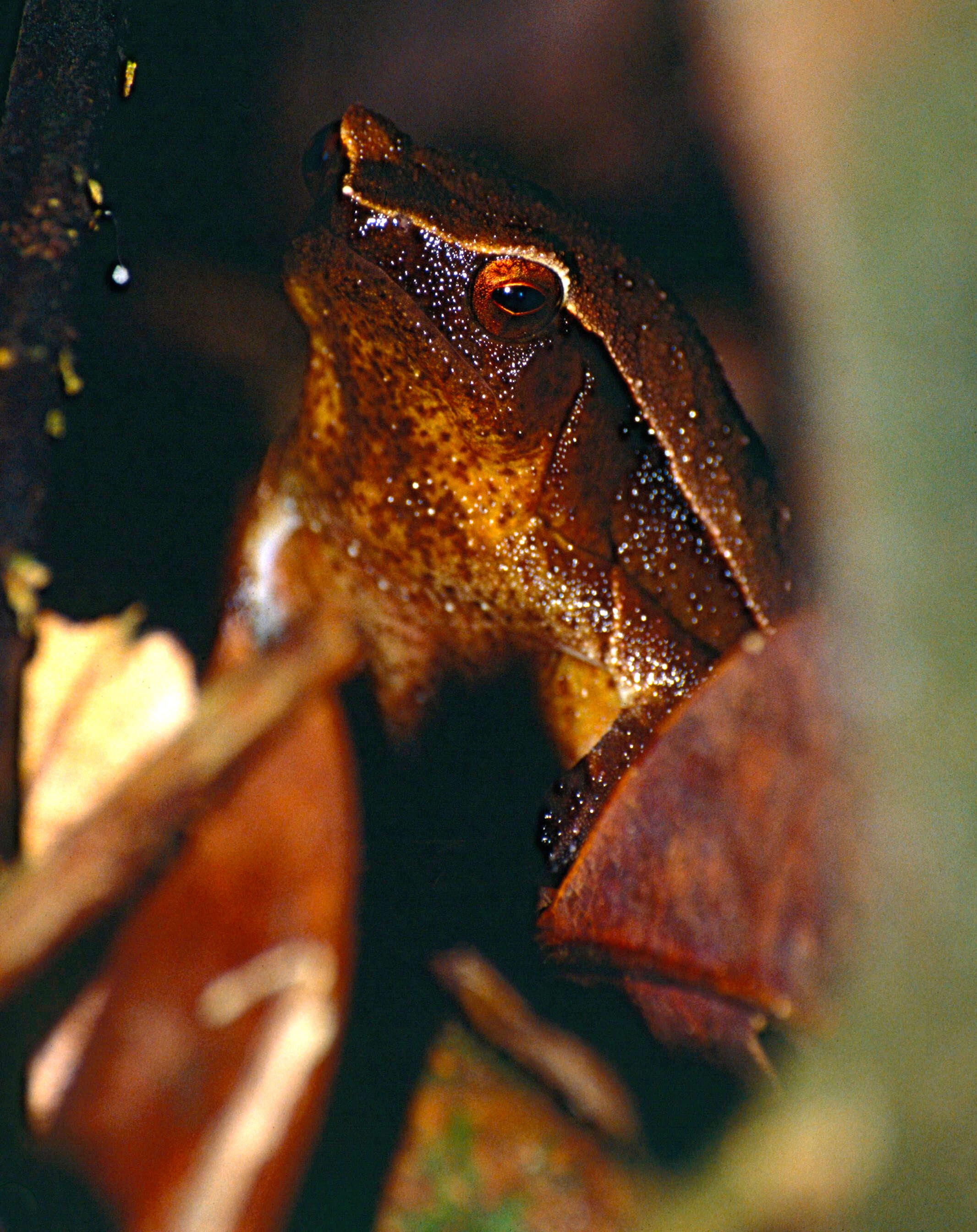 Image of Kalophrynus meizon Zug 2015