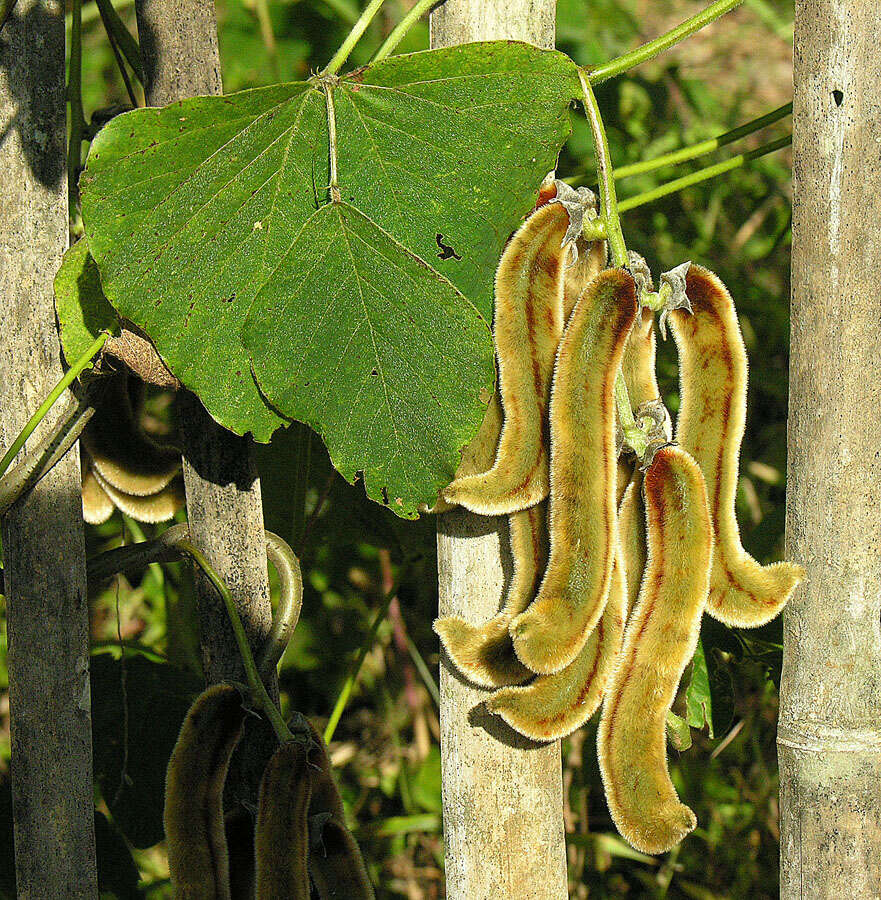 Image of mucuna