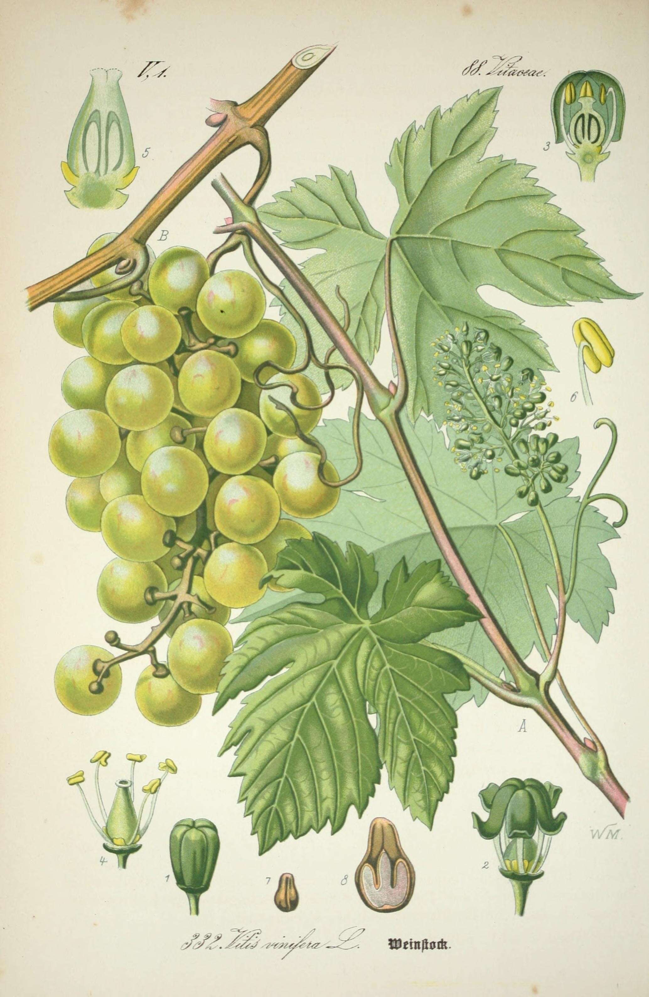 Image of grape