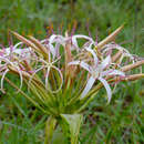 Image de Crinum buphanoides Welw. ex Baker