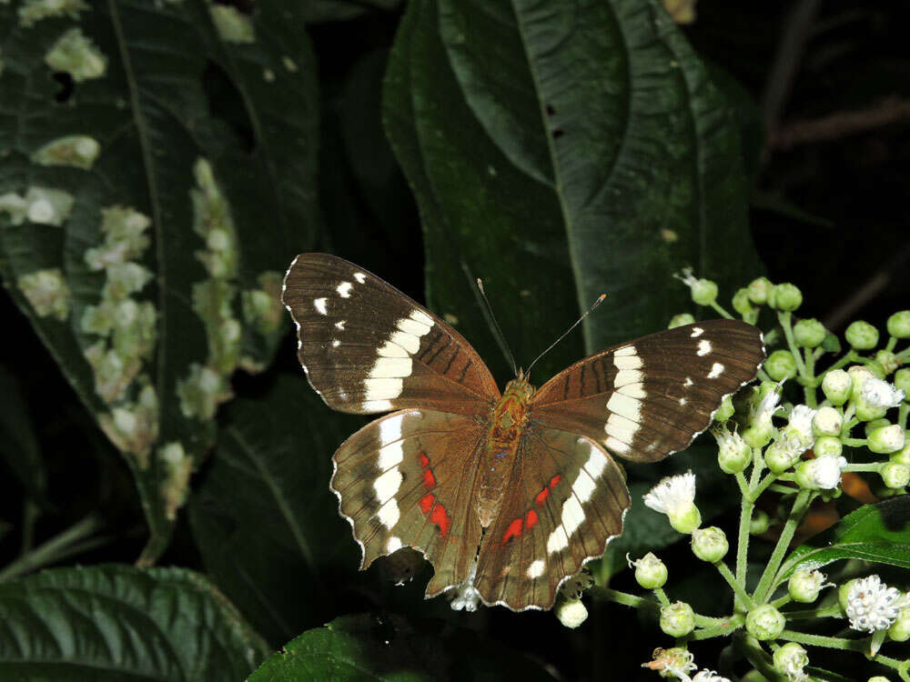 Image of Clibadium glomeratum Greenm.