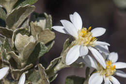 Image of heart leaf daisy bush