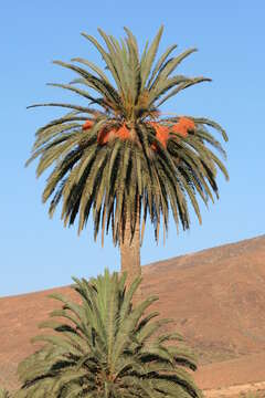 Image of Canary Island date palm