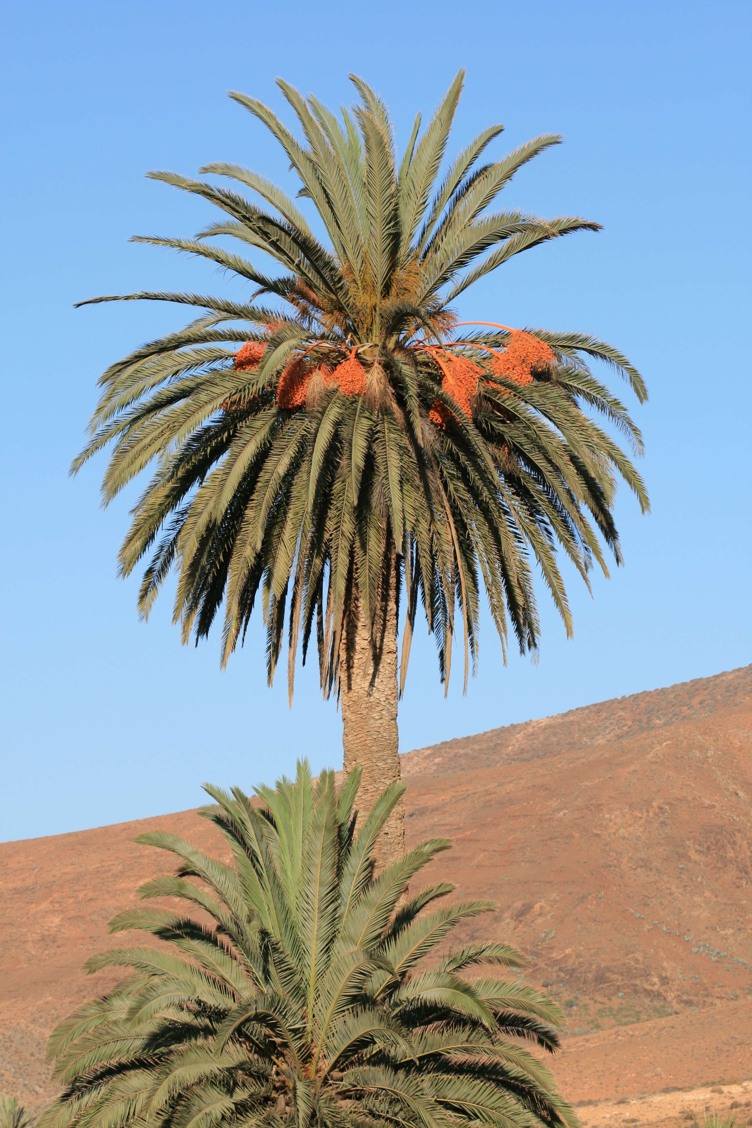 Image of Palms