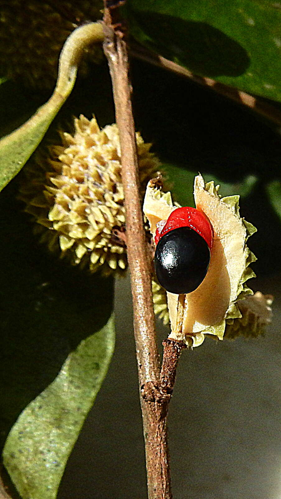 Image of Chaetocarpus