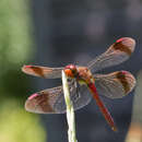 Imagem de Sympetrum pedemontanum (Müller ex Allioni 1766)