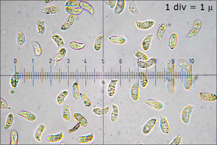 Image of Dacrymycetes