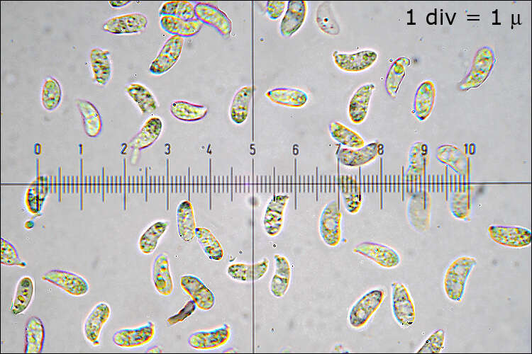 Imagem de Calocera viscosa (Pers.) Fr. 1821