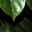 Image of Tetrathylacium macrophyllum Poepp. & Endl.