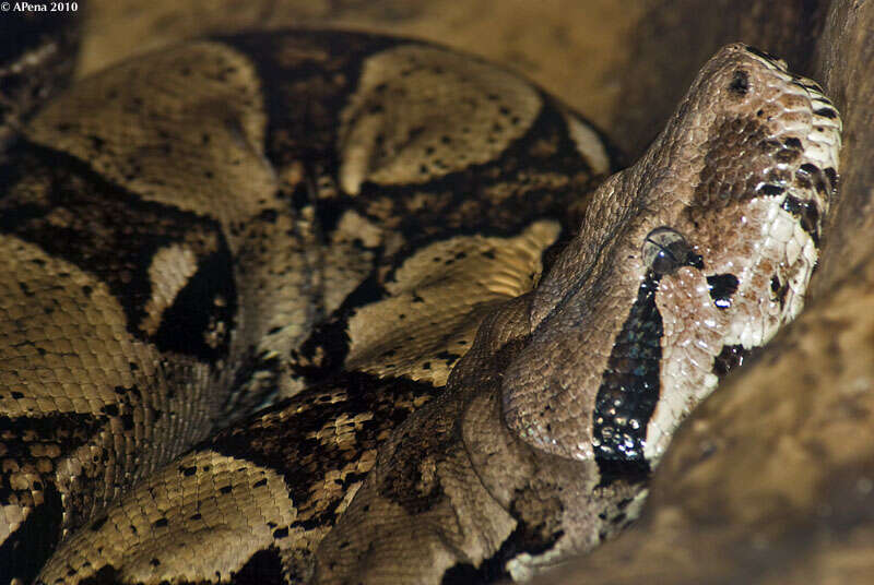 Boa constrictor Linnaeus 1758 resmi