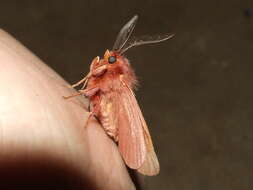 Image of Australian lappet moths